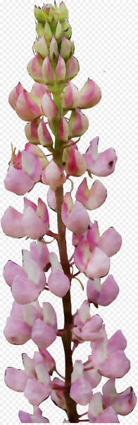 Foxgloves Flowering plant Pink M Plants RTV Pink -  