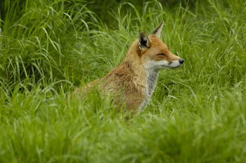 FoxLooking.jpg