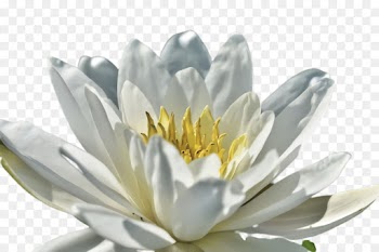 fragrant white water lily flower white petal plant
