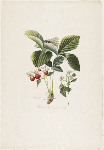 Fraisier de Virginie (Grandes fleurs), | Free Photo - rawpixel