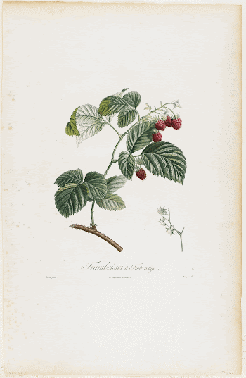 Framboisier a Fruit rouge (Raspberries), | Free Photo - rawpixel