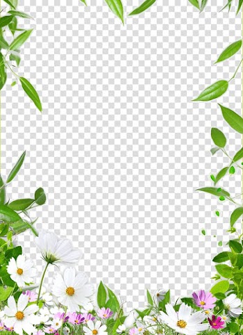 Frame Drawing Ceiling, Flower Border, white and pink cosmos flower illustration transparent background PNG clipart