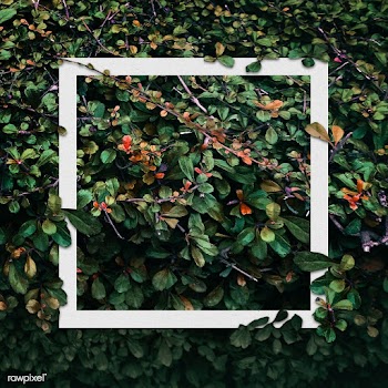 Frame in a bush | Free stock psd mockup - 599782