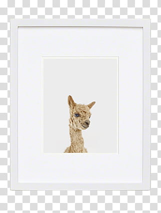 Frame , llama with white frame transparent background PNG clipart