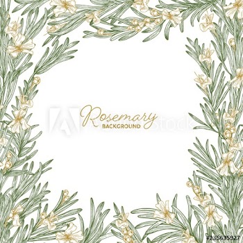 Frame made of rosemary drawn with contour lines on white background