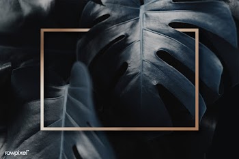 Frame on monstera background | Free stock psd mockup - 599716