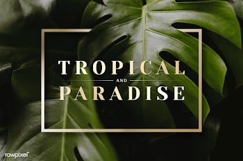 Frame on monstera background | Free stock psd mockup - 599720