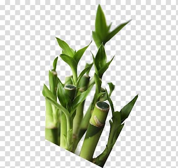 Frame Poster, bamboo transparent background PNG clipart