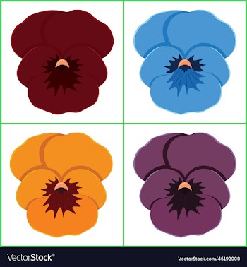 frame with four different colored pansy flowers
