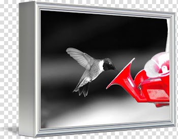 Frames Pollinator, design transparent background PNG clipart