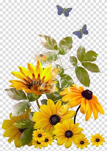Frames Portable Network Graphics Common sunflower, girassol vetor transparent background PNG clipart