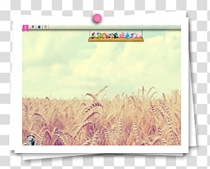 Frames, wheat grains transparent background PNG clipart