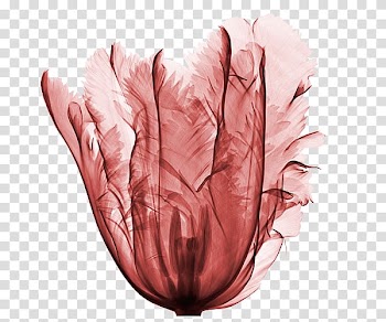 France Flower X-ray Tulip, tulip transparent background PNG clipart