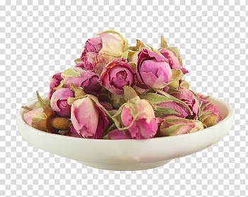 France Garden roses Beach rose Centifolia roses Flowering tea, Pink Rose Rose material transparent background PNG clipart