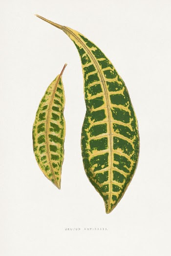 Francis Lydon leaf illustration from Les | Free Photo Illustration - rawpixel