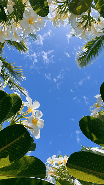 Frangipani Bliss Under Tropical Skies