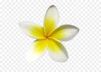 Frangipani Euclidean vector Icon - A small yellow frangipani 
