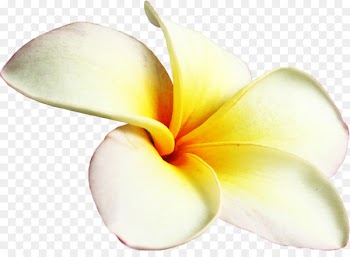 Frangipani Flower Petal - frangipani 
