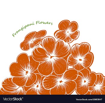 Frangipani flowers vector image