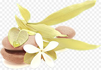 frangipani plant petal flower lemon