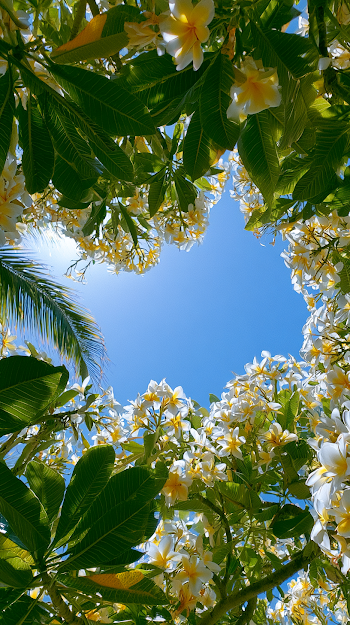 Frangipani Tree Canopy with Tropical Sky