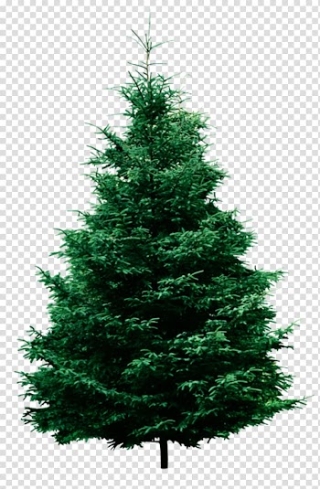 Fraser fir Pine Tree , christmas tree transparent background PNG clipart