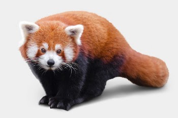 FRed panda background, cute animal | Free Photo - rawpixel