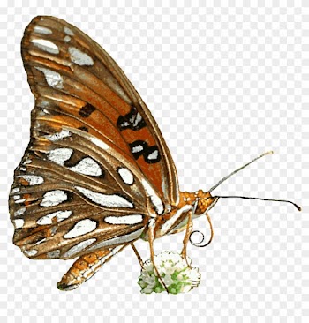 Free Animated Butterfly Clipart - Animated Nature