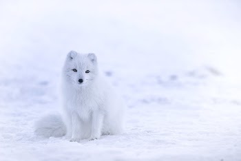Free arctic fox sitting on snow | Free Photo - rawpixel