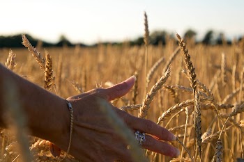 Free autumn wheat background, hands | Free Photo - rawpixel