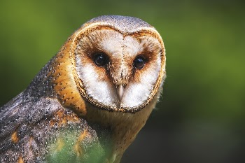 Free barn owl image, public | Free Photo - rawpixel