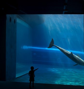 Free beluga image, public domain | Free Photo - rawpixel