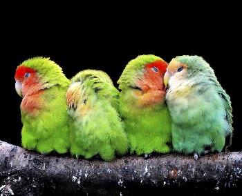 Free bird image, public domain | Free Photo - rawpixel