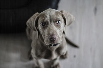Free black dog with blue | Free Photo - rawpixel