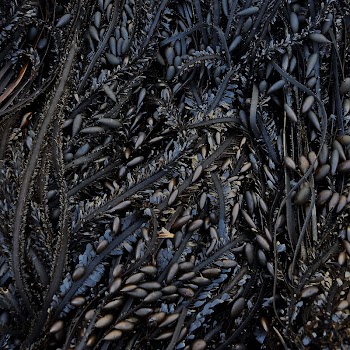 Free brown algae public domain | Free Photo - rawpixel