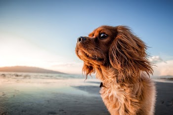 Free brown fluffy puppy on the beach | Free Photo - rawpixel