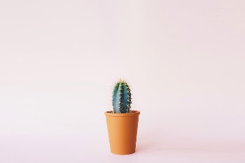 Free cactus on pink background | Free Photo - rawpixel