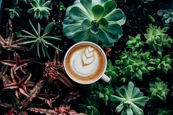 Free cappucino plot plant image, | Free Photo - rawpixel
