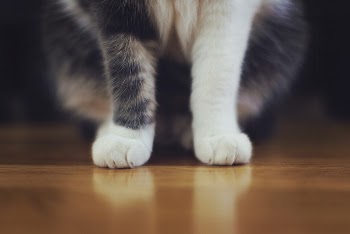 Free cat's feet and claws | Free Photo - rawpixel