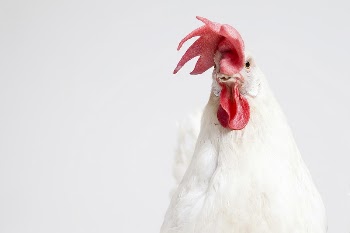 Free chicken image, public domain | Free Photo - rawpixel