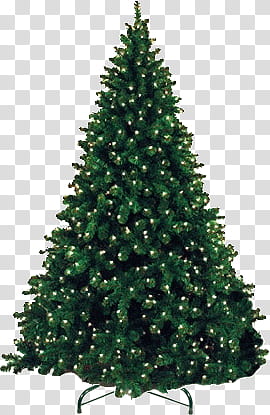 Free Christmas Trees shop Brushes plus Cutout, green Christmas tree illustration transparent background PNG clipart