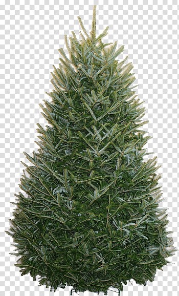 Free Christmas Trees shop Brushes plus Cutout, green holiday tree transparent background PNG clipart
