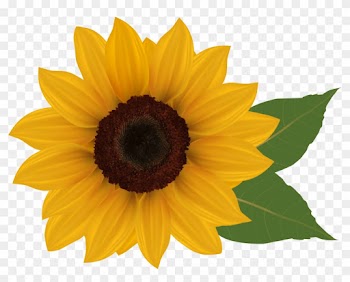 Free Clip Art Sunflowers Dromgai - Sunflowers On Transparent Background