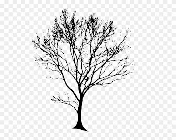 Free Clipart Line Drawing Live Oak Tree - Tree Black Drawing