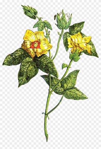 Free Clipart Of A Flowering Plant - Leaf