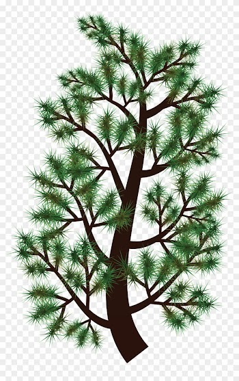 Free Clipart Of A Pine Tree Branch - Free Clipart Of A Pine Tree Branch