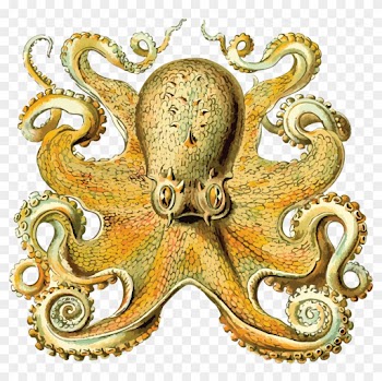 Free Clipart Of An Octopus - Art Forms In Nature