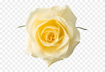 Free Clipart - Yellow Rose - Png - White Rose Flower Png