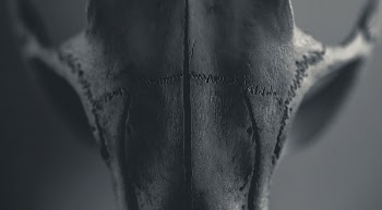Free close up bones image, | Free Photo - rawpixel