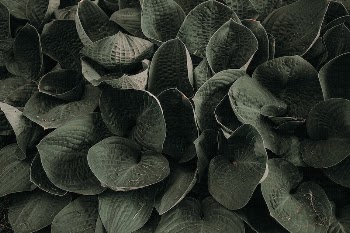 Free close up green leaf | Free Photo - rawpixel